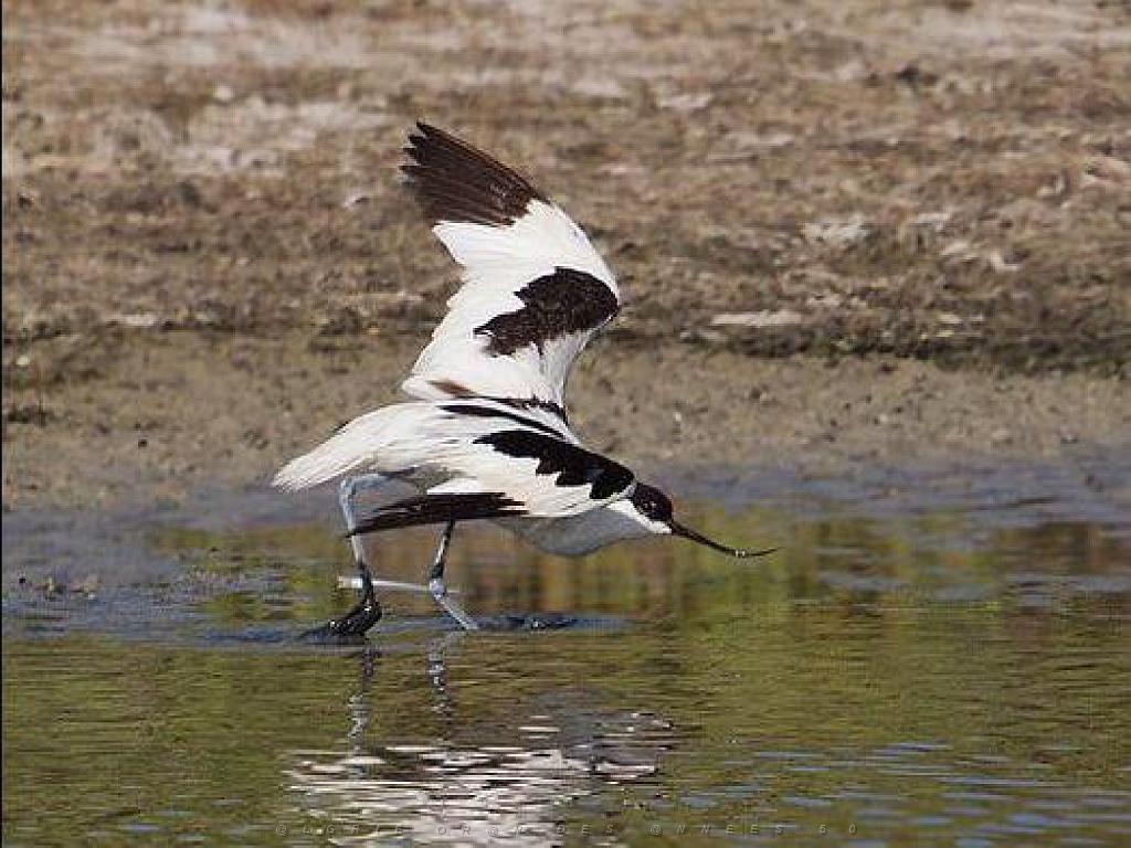 149 BIO PARC DE DOUE LA FONTAINE 2- 2016_000065.jpg